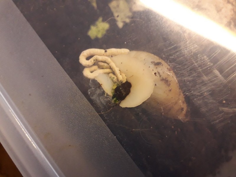 Defekace-gastropodu