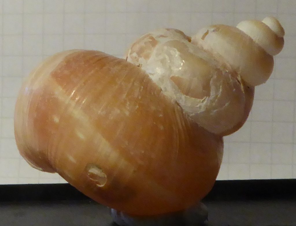 scalariform snail, skalarimorfní plž