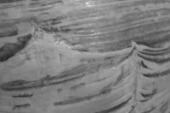 Animalia.-Cicatrice-orta-est.-1