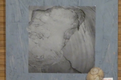 Animalia.-Cicatrice-orta-est.-3