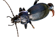Jaroslav.M.Soukup_bugs_1