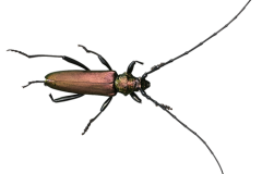 Jaroslav.M.Soukup_bugs_10
