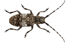 Jaroslav.M.Soukup_bugs_11