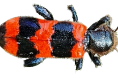 Jaroslav.M.Soukup_bugs_12