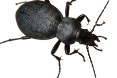 Jaroslav.M.Soukup_bugs_13