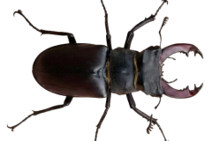 Jaroslav.M.Soukup_bugs_14