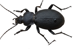 Jaroslav.M.Soukup_bugs_15