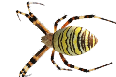 Jaroslav.M.Soukup_bugs_16