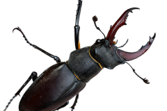Jaroslav.M.Soukup_bugs_17