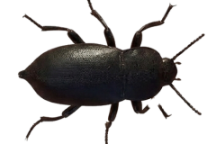 Jaroslav.M.Soukup_bugs_18