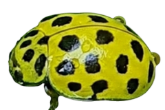 Jaroslav.M.Soukup_bugs_19