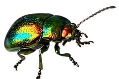 Jaroslav.M.Soukup_bugs_2