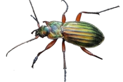 Jaroslav.M.Soukup_bugs_20