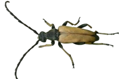 Jaroslav.M.Soukup_bugs_21