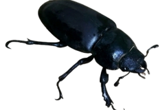 Jaroslav.M.Soukup_bugs_22