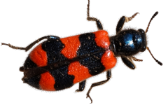 Jaroslav.M.Soukup_bugs_3