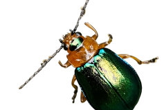 Jaroslav.M.Soukup_bugs_4