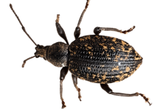 Jaroslav.M.Soukup_bugs_5