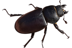 Jaroslav.M.Soukup_bugs_6