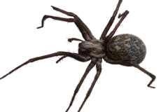 Jaroslav.M.Soukup_bugs_7