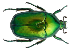 Jaroslav.M.Soukup_bugs_8