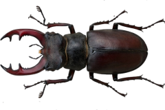 Jaroslav.M.Soukup_bugs_9