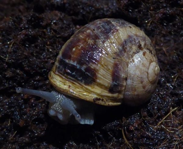 Sinistrální Helix aspersa