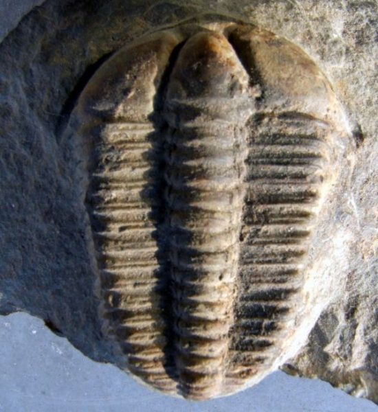 Fotografie Conocoryphe sulzeri