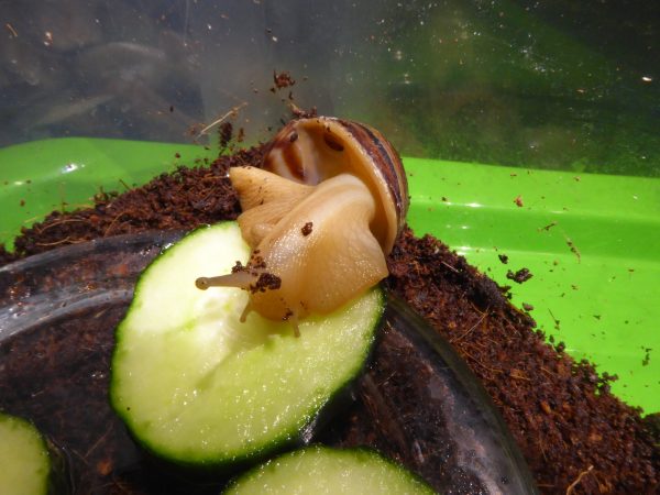 Cycklopicky-mutant-Lissachatina-fulica