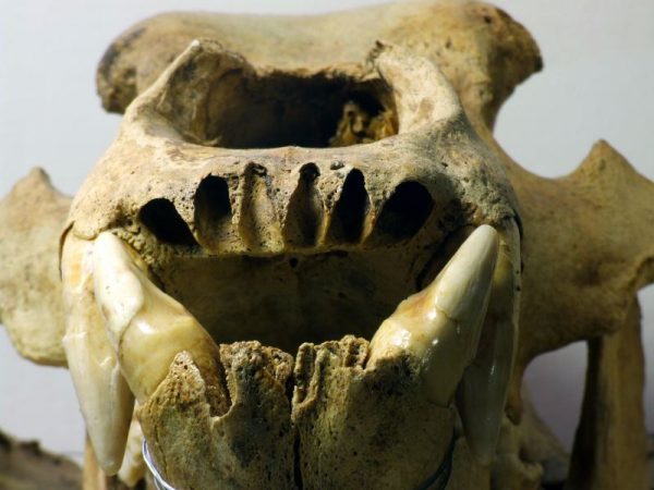 Obrázek lebky Ursus spelaeu