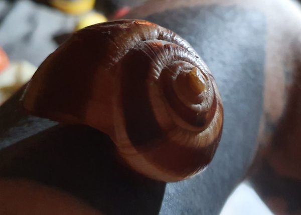 Snail sinistrality – levotočivost plžů