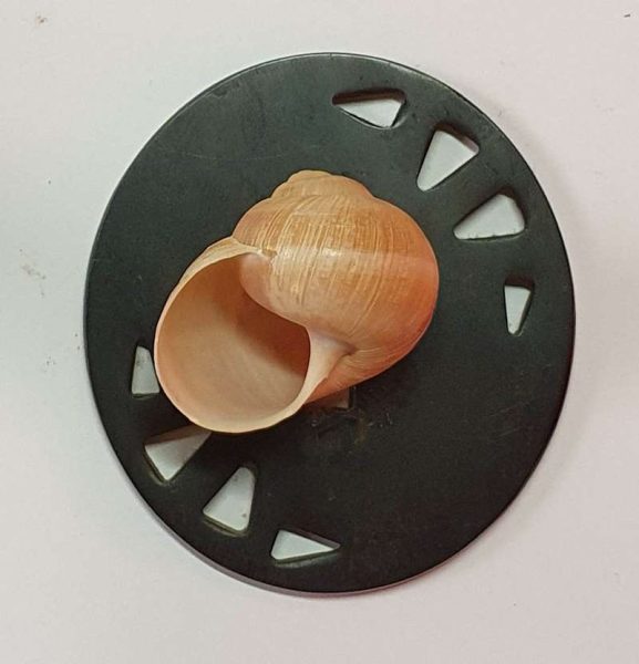 Snail sinistrality – levotočivost plžů