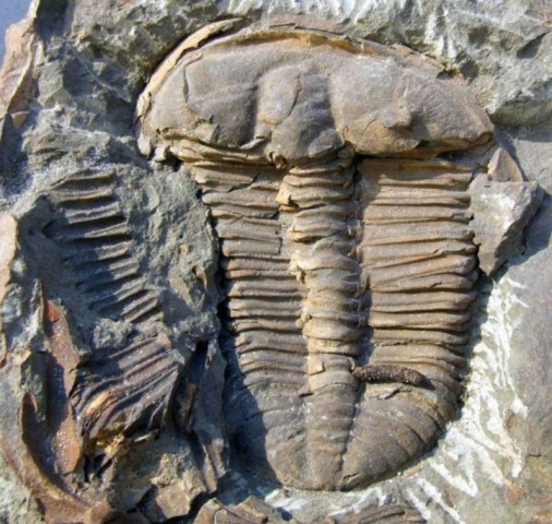 011-Ptychoparia-striata-001