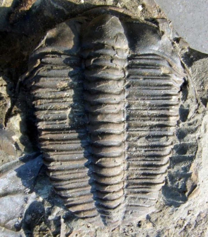 012-Ptychoparia-striata-002