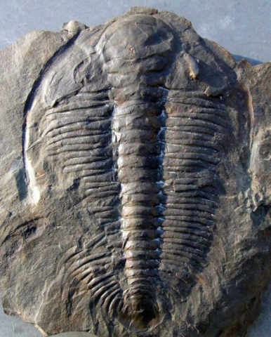 014-Rejkocephalus-rotundatus-001