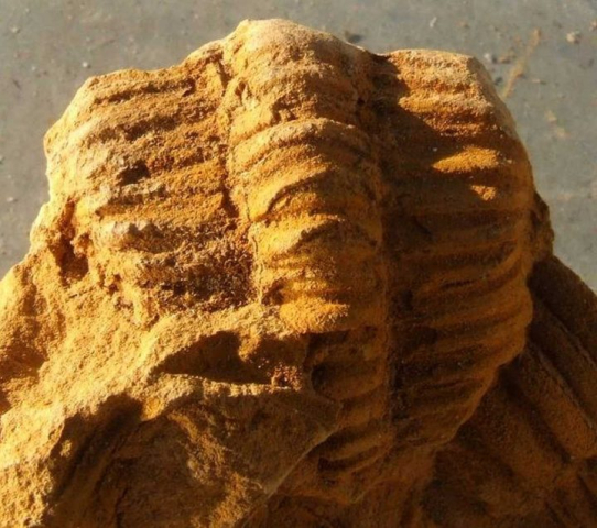 045-Conocoryphe-robusta-02a