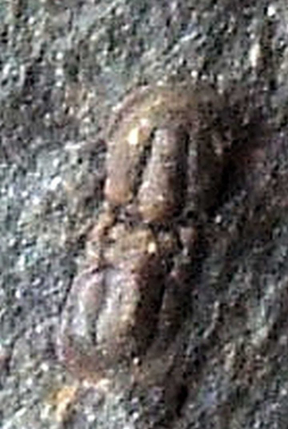 074-Peronopsis-integra-02