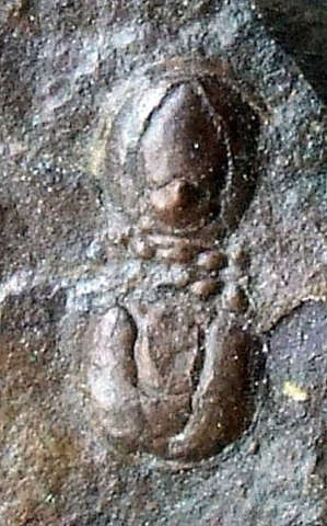 075-Onymagnostus-hybridus-syn.prokopi