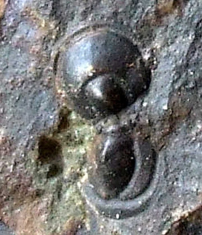 076-Hypagnostus-parvifrons