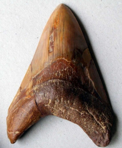 Carcharocles-megalodon-02