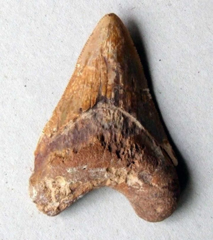 Carcharocles-megalodon-03