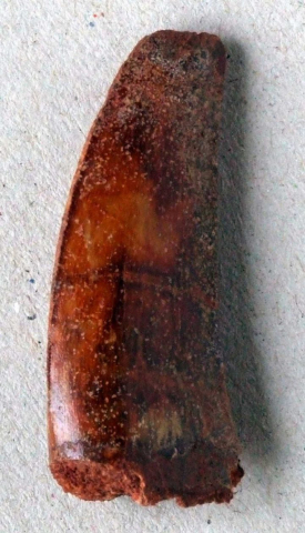 Carcharodontosaurus-saharicus-01