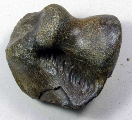 Coelodonta-antiquitatis-b