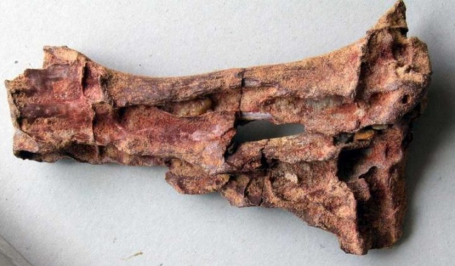 Dromaeosaurus-albertensis-02a