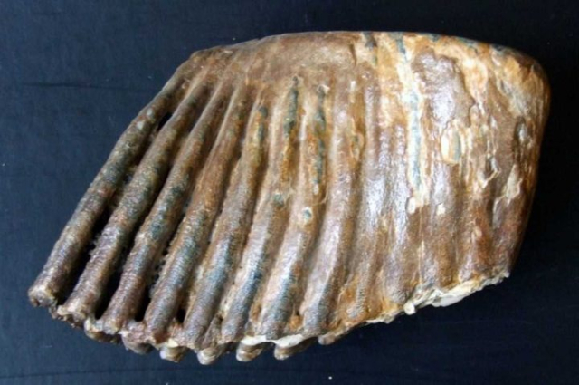 Mammuthus-primigenius-2