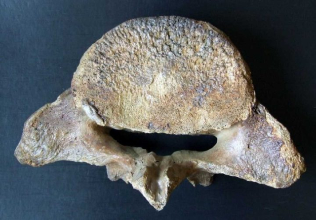 Mammuthus-primigenius-a