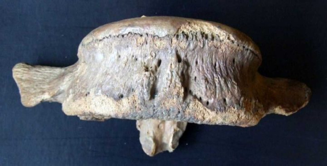 Mammuthus-primigenius-d