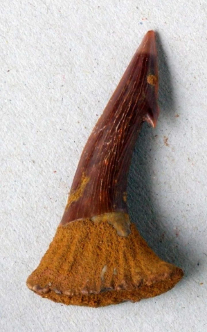 Onchopristus-numidus-01