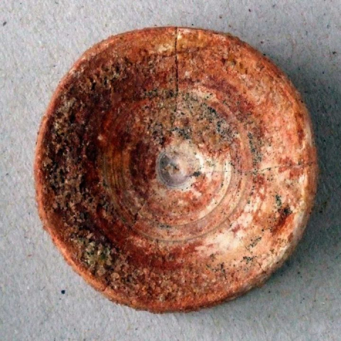 Onchopristus-numidus-02