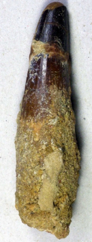 Plesiosaurus-mauritanicus